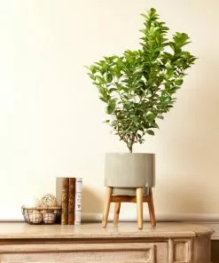 Fast Growing Trees Key Lime Bush Citrus Trees