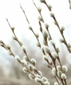 Fast Growing Trees White Pussy Willow 10 Fast Growing Trees White Pussy Willow