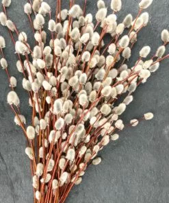 Fast Growing Trees White Pussy Willow