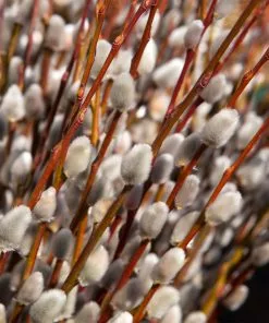 Fast Growing Trees White Pussy Willow 11 Fast Growing Trees White Pussy Willow