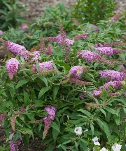Fast Growing Trees Pugster Pink® Butterfly Bush 10 Fast Growing Trees Pugster Pink® Butterfly Bush