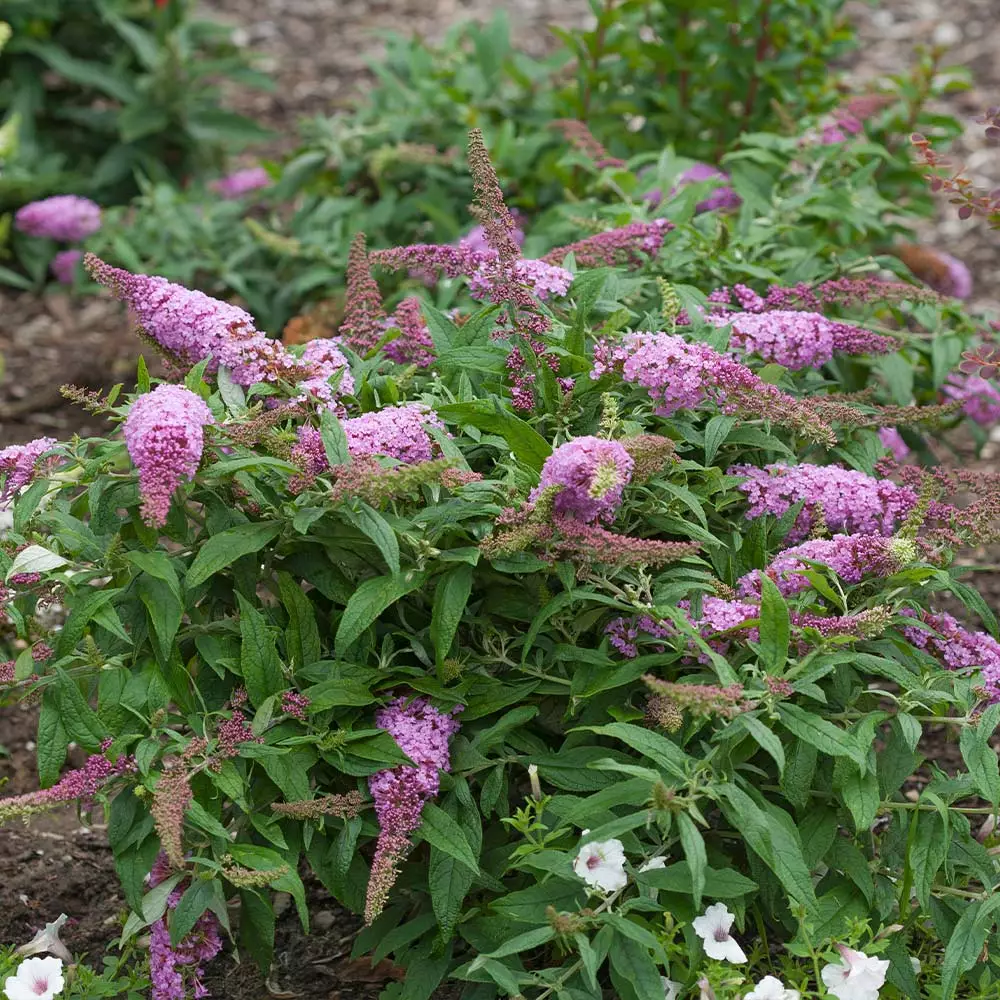 Fast Growing Trees Pugster Pink® Butterfly Bush 6 Fast Growing Trees Pugster Pink® Butterfly Bush