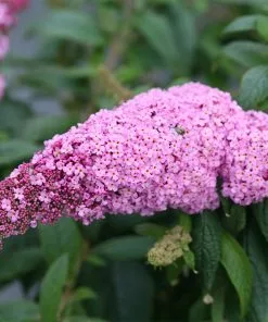 Fast Growing Trees Pugster Pink® Butterfly Bush 9 Fast Growing Trees Pugster Pink® Butterfly Bush