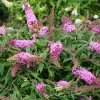 Fast Growing Trees Pugster Pink® Butterfly Bush 1 Fast Growing Trees Pugster Pink® Butterfly Bush