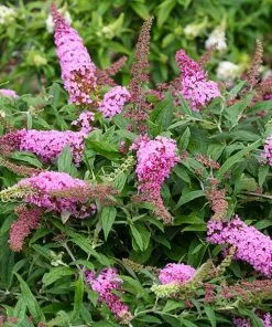 Fast Growing Trees Pugster Pink® Butterfly Bush