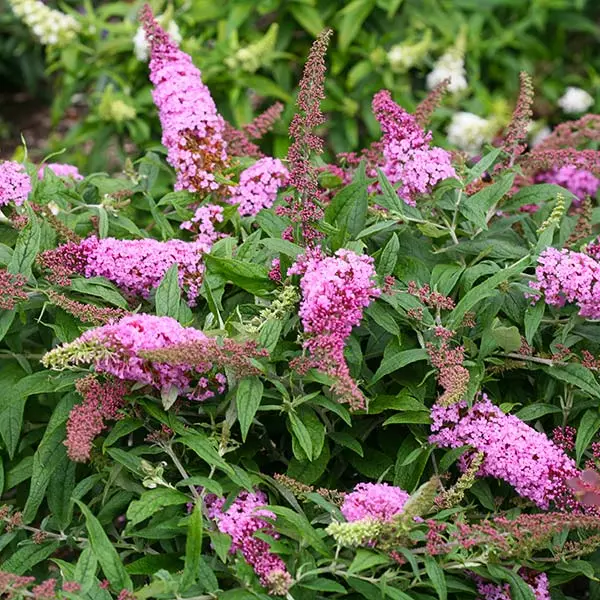 Fast Growing Trees Pugster Pink® Butterfly Bush 3 Fast Growing Trees Pugster Pink® Butterfly Bush