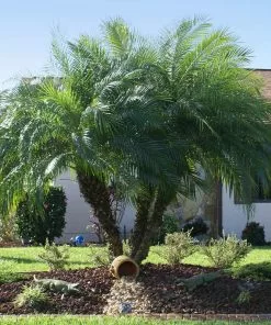 Fast Growing Trees Pygmy Date Palm 15 Fast Growing Trees Pygmy Date Palm