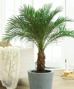 Fast Growing Trees Pygmy Date Palm 16 Fast Growing Trees Pygmy Date Palm