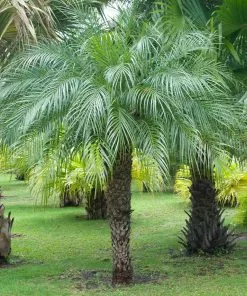Fast Growing Trees Pygmy Date Palm 17 Fast Growing Trees Pygmy Date Palm