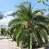 Fast Growing Trees Pygmy Date Palm 2 Fast Growing Trees Pygmy Date Palm