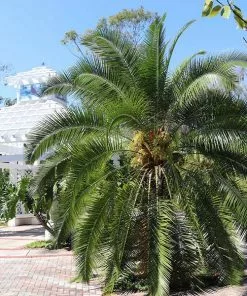 Fast Growing Trees Pygmy Date Palm
