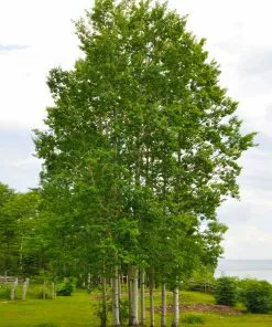 Fast Growing Trees Quaking Aspen Tree 11 Fast Growing Trees Quaking Aspen Tree