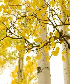 Fast Growing Trees Quaking Aspen Tree