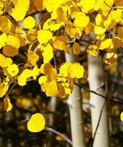 Fast Growing Trees Quaking Aspen Tree 10 Fast Growing Trees Quaking Aspen Tree