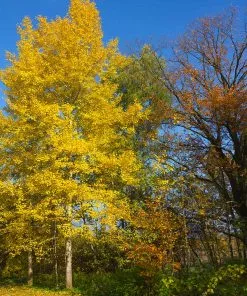 Fast Growing Trees Quaking Aspen Tree 13 Fast Growing Trees Quaking Aspen Tree