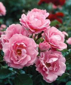 Fast Growing Trees Queen Elizabeth Rose