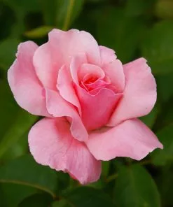 Fast Growing Trees Queen Elizabeth Rose 9 Fast Growing Trees Queen Elizabeth Rose