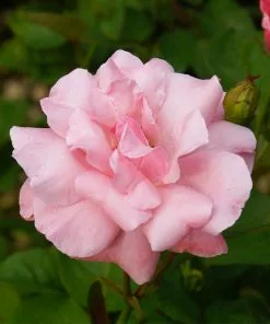 Fast Growing Trees Queen Elizabeth Rose 8 Fast Growing Trees Queen Elizabeth Rose