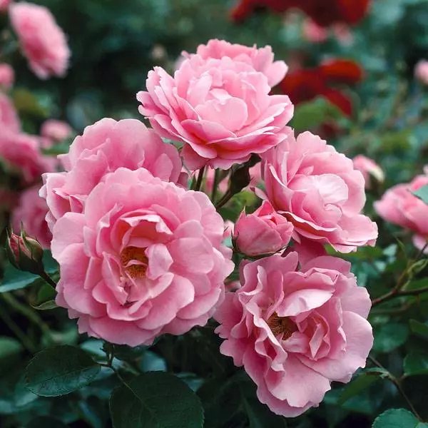 Fast Growing Trees Queen Elizabeth Rose 4 Fast Growing Trees Queen Elizabeth Rose