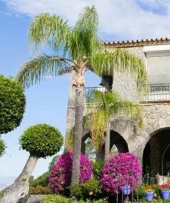 Fast Growing Trees Queen Palm Palm Trees 7 Fast Growing Trees Queen Palm Palm Trees