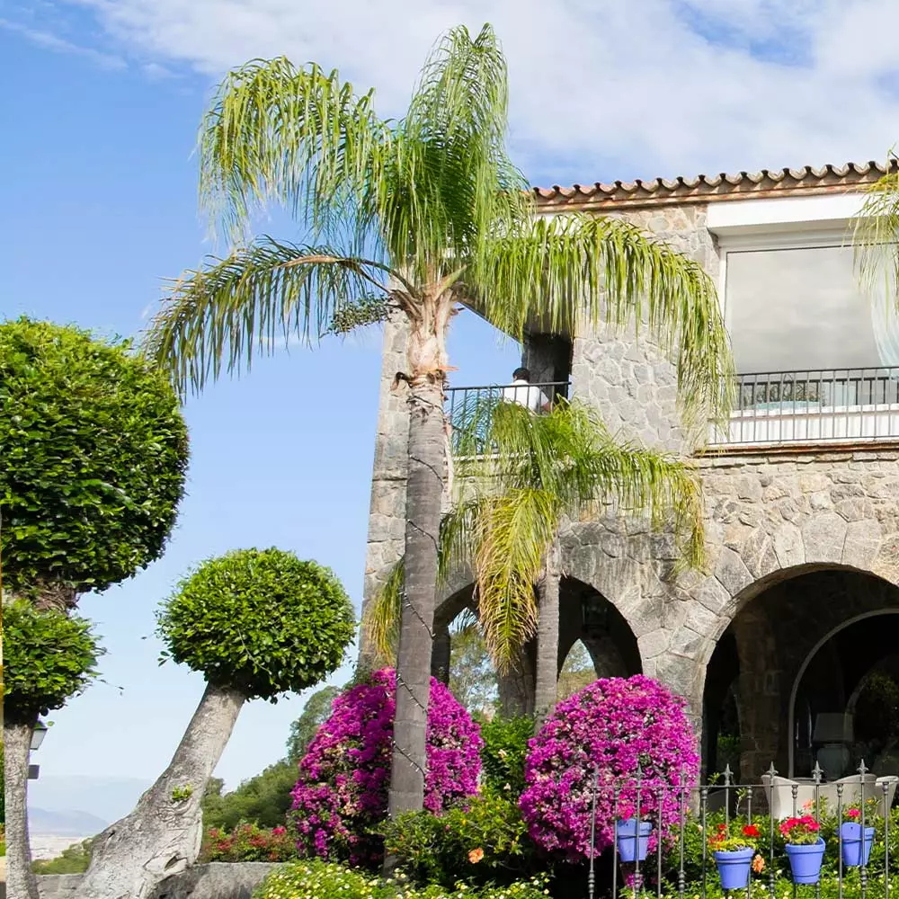 Fast Growing Trees Queen Palm Palm Trees 5 Fast Growing Trees Queen Palm Palm Trees