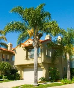 Fast Growing Trees Queen Palm Palm Trees