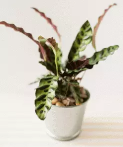 Fast Growing Trees Low Light House Plants Rattlesnake Plant