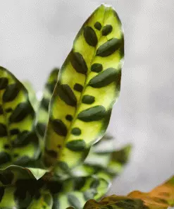 Fast Growing Trees Low Light House Plants Rattlesnake Plant