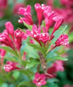 Fast Growing Trees Red Prince Weigela Tree See All Flowering Trees 7 Fast Growing Trees Red Prince Weigela Tree See All Flowering Trees