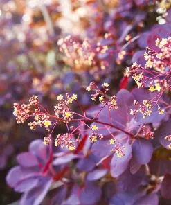 Fast Growing Trees Royal Purple Smoke Tree 10 Fast Growing Trees Royal Purple Smoke Tree