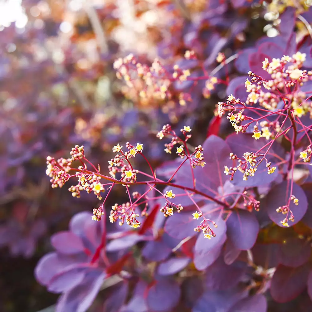 Fast Growing Trees Royal Purple Smoke Tree 5 Fast Growing Trees Royal Purple Smoke Tree