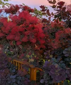 Fast Growing Trees Royal Purple Smoke Tree 12 Fast Growing Trees Royal Purple Smoke Tree