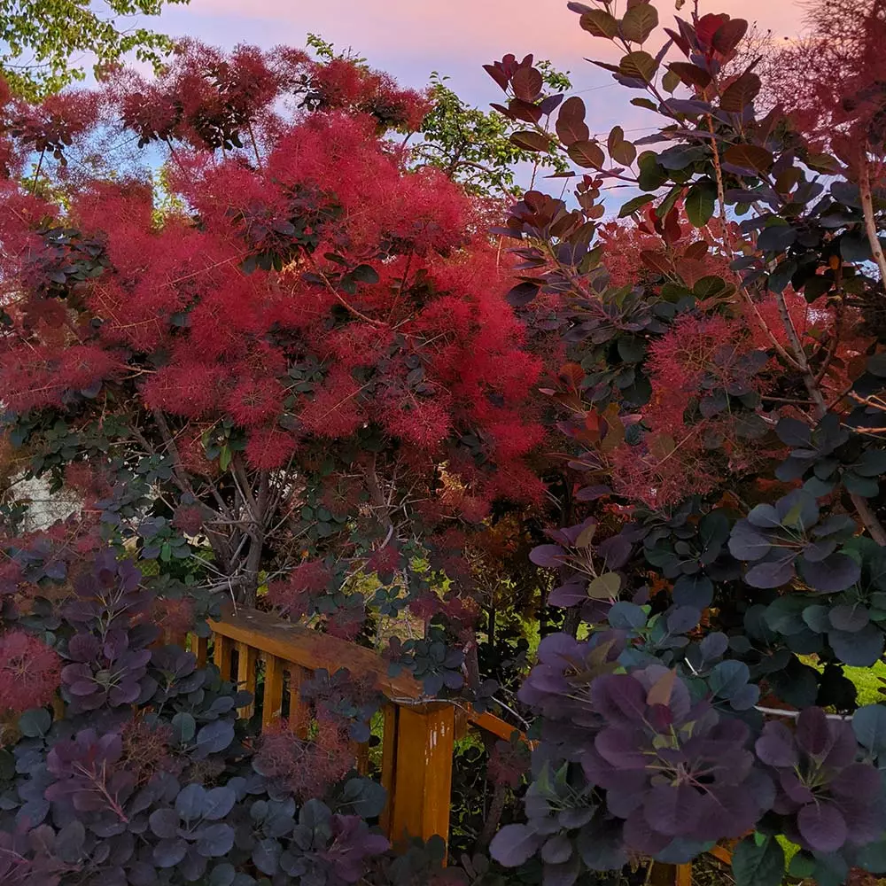 Fast Growing Trees Royal Purple Smoke Tree 7 Fast Growing Trees Royal Purple Smoke Tree