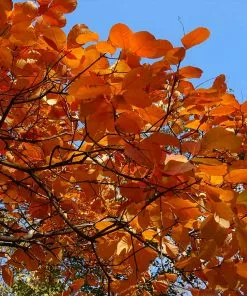 Fast Growing Trees Royal Purple Smoke Tree 13 Fast Growing Trees Royal Purple Smoke Tree