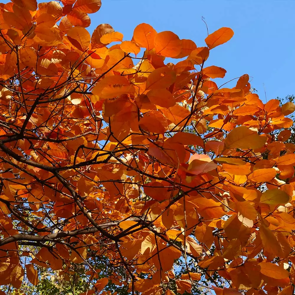 Fast Growing Trees Royal Purple Smoke Tree 8 Fast Growing Trees Royal Purple Smoke Tree