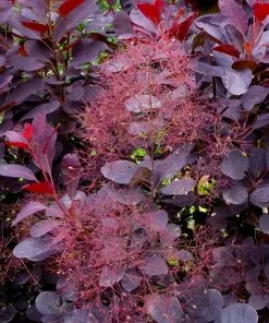 Fast Growing Trees Royal Purple Smoke Tree 11 Fast Growing Trees Royal Purple Smoke Tree