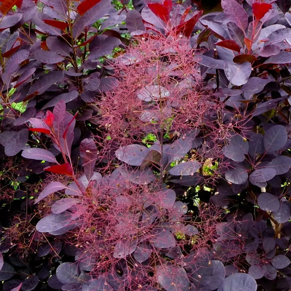 Fast Growing Trees Royal Purple Smoke Tree 6 Fast Growing Trees Royal Purple Smoke Tree