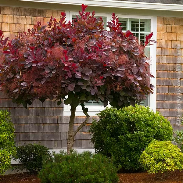 Fast Growing Trees Royal Purple Smoke Tree 3 Fast Growing Trees Royal Purple Smoke Tree