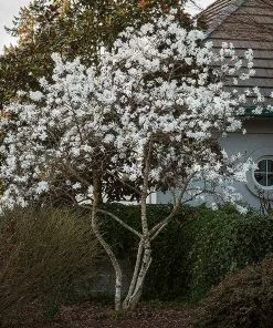 Fast Growing Trees Royal Star Magnolia Tree Magnolia Trees