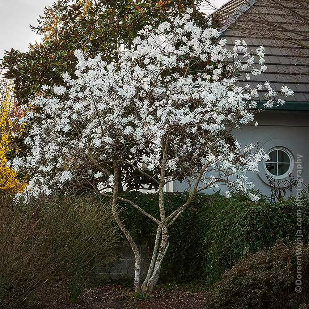 Fast Growing Trees Royal Star Magnolia Tree Magnolia Trees 4 Fast Growing Trees Royal Star Magnolia Tree Magnolia Trees