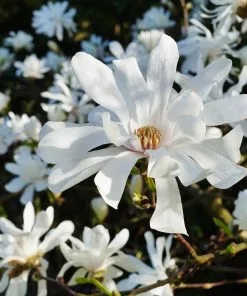 Fast Growing Trees Royal Star Magnolia Tree Magnolia Trees 9 Fast Growing Trees Royal Star Magnolia Tree Magnolia Trees
