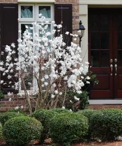 Fast Growing Trees Royal Star Magnolia Tree Magnolia Trees 10 Fast Growing Trees Royal Star Magnolia Tree Magnolia Trees