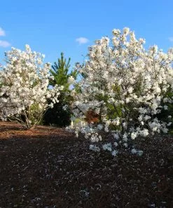 Fast Growing Trees Royal Star Magnolia Tree Magnolia Trees 11 Fast Growing Trees Royal Star Magnolia Tree Magnolia Trees