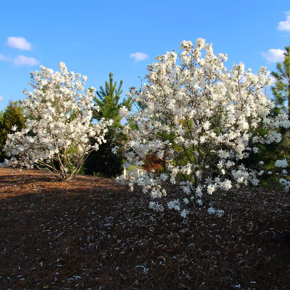 Fast Growing Trees Royal Star Magnolia Tree Magnolia Trees 7 Fast Growing Trees Royal Star Magnolia Tree Magnolia Trees