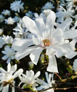 Fast Growing Trees Royal Star Magnolia Tree Magnolia Trees