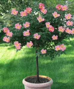 Fast Growing Trees See All Flowering Trees Rainbow Knock Out® Rose Tree