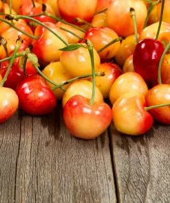 Fast Growing Trees Rainier Cherry Tree