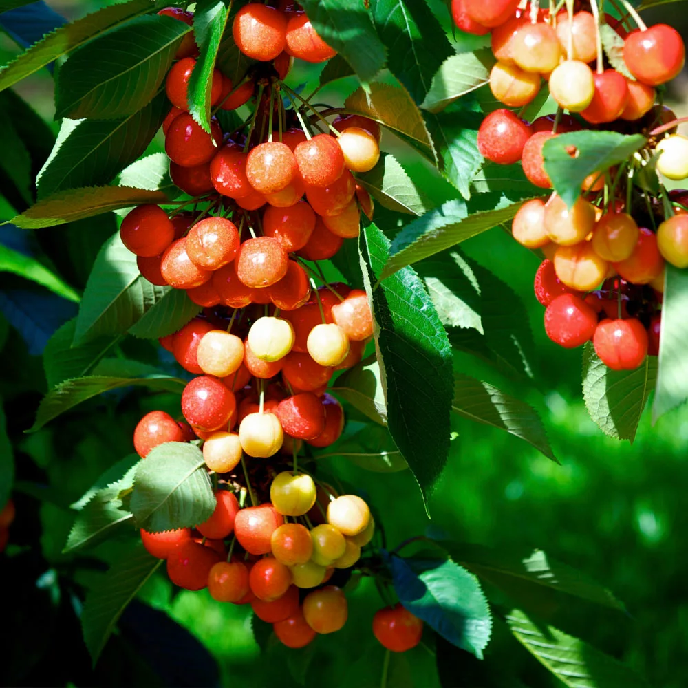 Fast Growing Trees Rainier Cherry Tree 5 Fast Growing Trees Rainier Cherry Tree