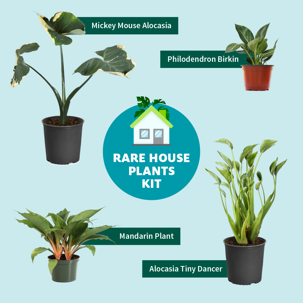 Fast Growing Trees Rare House Plant Kit 5 Fast Growing Trees Rare House Plant Kit
