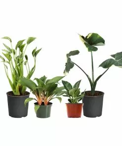 Fast Growing Trees Rare House Plant Kit